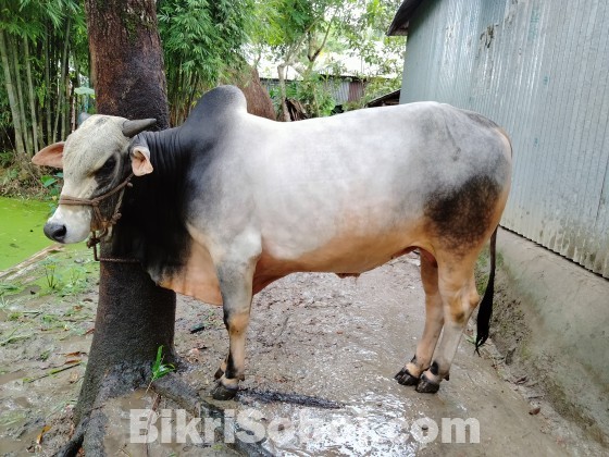 A big white and black colour cow for sale